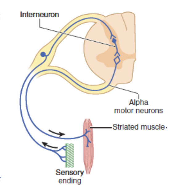<ul><li><p>posterior/dorsal, interneurons, intermediate</p></li><li><p>anterior, muscle</p></li></ul><p></p>