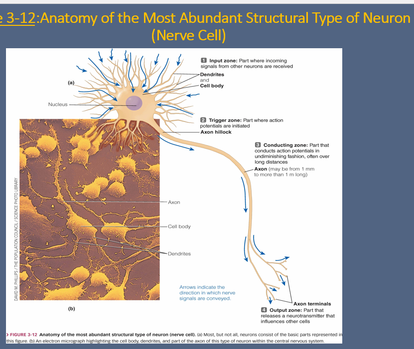 <p>1. <strong>Basic parts of a neuron</strong> </p><ul><li><p><strong>Cell body (soma):</strong></p><ul><li><p>The “main office” of the neuron.</p></li><li><p>Has the nucleus and keeps the neuron alive.</p></li></ul></li><li><p><strong>Dendrites:</strong></p><ul><li><p>The “antennae.”</p></li><li><p>Receive signals from other neurons and bring them into the cell body.</p></li></ul></li><li><p><strong>Axon:</strong></p><ul><li><p>The “wire” of the neuron.</p></li><li><p>Carries the signal (action potential) away from the cell body to other cells.</p></li></ul></li></ul><p> </p><div data-type="horizontalRule"><hr></div><p> 2. <strong>Special parts of the axon</strong> </p><ul><li><p><strong>Axon hillock:</strong></p><ul><li><p>The “trigger zone.”</p></li><li><p>Where action potentials start if the signal is strong enough.</p></li></ul></li><li><p><strong>Collaterals:</strong></p><ul><li><p>Side branches of the axon.</p></li><li><p>Let the neuron send signals to multiple places at once.</p></li></ul></li><li><p><strong>Axon terminals:</strong></p><ul><li><p>The “output zone.”</p></li><li><p>Release neurotransmitters (chemical messengers) to pass the signal to the next cell (like neurons, muscles, or glands).</p></li></ul></li></ul><p> </p><div data-type="horizontalRule"><hr></div><p> 3. <strong>Propagation of action potentials</strong> </p><ul><li><p>Action potentials <strong>start at the axon hillock</strong>.</p></li><li><p>They travel down the axon (like an electrical wave).</p></li><li><p>When they reach the <strong>axon terminals</strong>, neurotransmitters are released to communicate with the next cell.</p></li></ul><p> </p><div data-type="horizontalRule"><hr></div><p> </p><p><span data-name="point_right" data-type="emoji">👉</span> Super simple analogy:</p><p> </p><ul><li><p><strong>Dendrites</strong> = ears (listen).</p></li><li><p><strong>Cell body</strong> = brain (decides).</p></li><li><p><strong>Axon</strong> = mouth + arm (sends signal out).</p></li><li><p><strong>Axon terminals</strong> = hands giving the message (release neurotransmitters).</p></li></ul><p></p>
