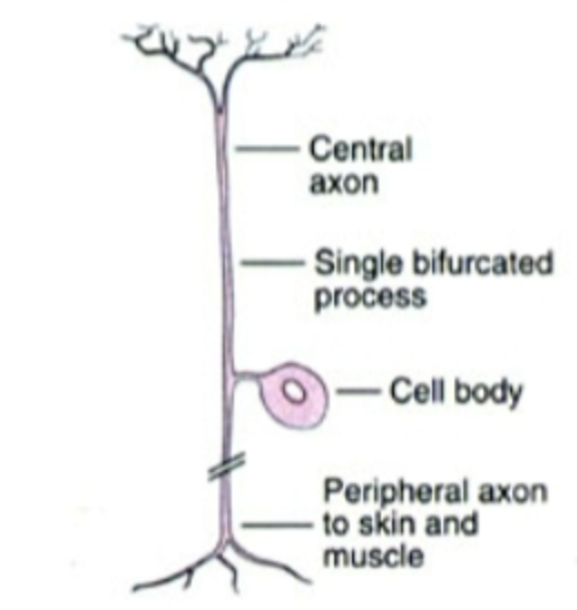 <p>pseudo-unipolar cell; ganglion cell of dorsal root (sensory cell, outside of spinal cord)</p>
