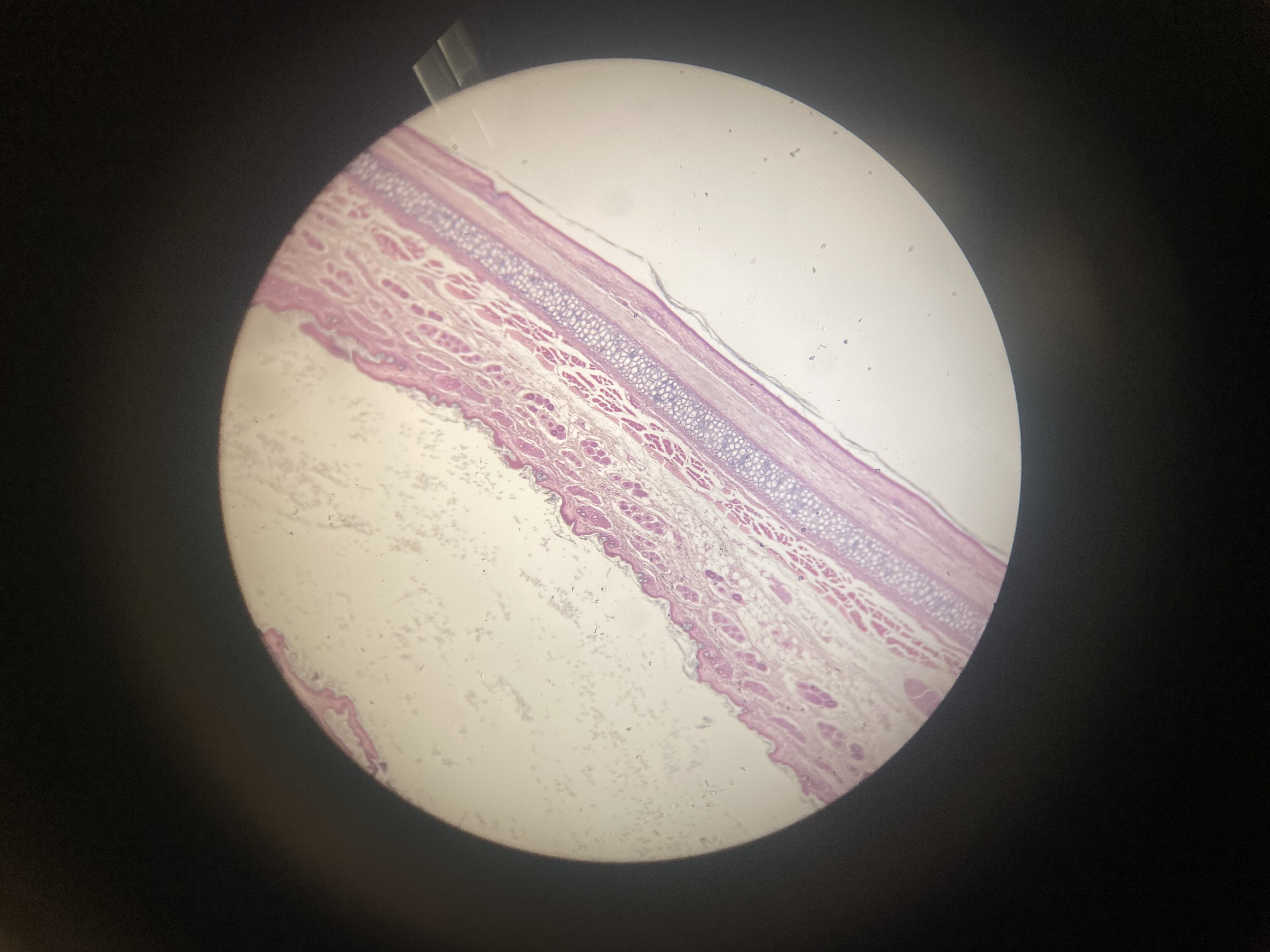 <p>Identify</p>