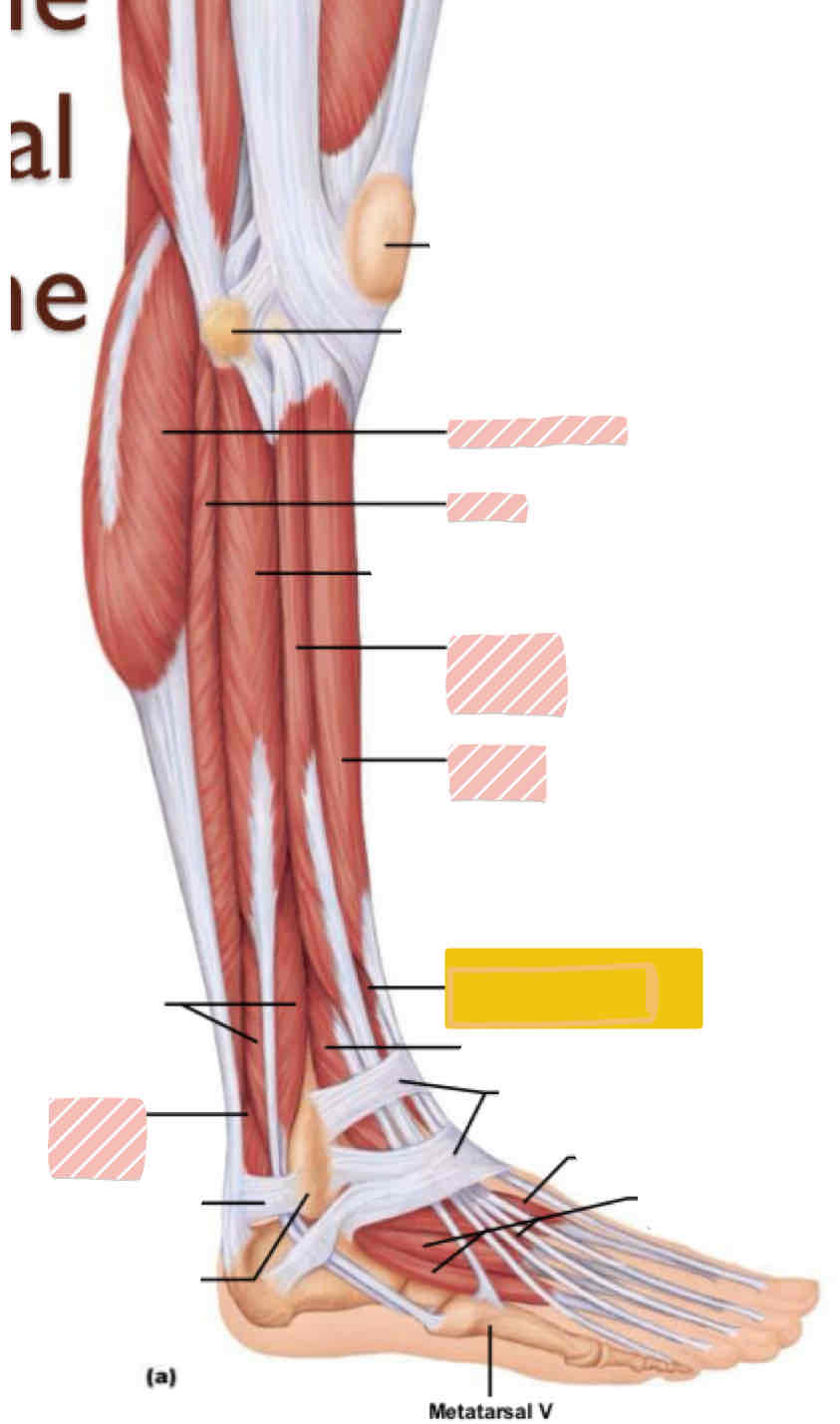 <p><span>Lateral leg (below knee)</span></p>