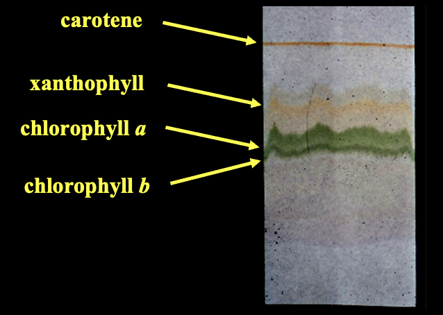 <p>In this chromatography the carotene traveled the furthest and this means that it is the most _____ in the solution </p>