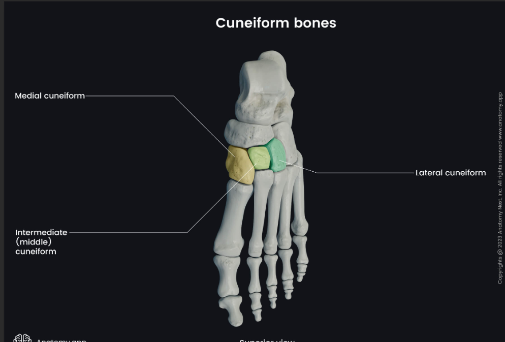 <p>Medial cuneiform</p>