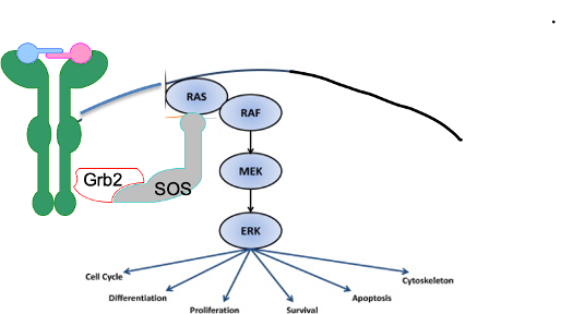 <p><span>Imagine you are working in a cancer clinic and encounter a patient with a cancer that has the Raf-V600E mutation. You treat with a Raf inhibitor but the cancer does not respond. You decide you need to add a new inhibitor to your treatment plan. Which of the following would work? </span></p><p></p><p><span>a.</span><span style="font-size: 7pt; font-family: &quot;Times New Roman&quot;">&nbsp;&nbsp;&nbsp;&nbsp; </span>An inhibitor of Ras-GEF</p><p class="MsoNormal"><span>b.</span><span style="font-size: 7pt; font-family: &quot;Times New Roman&quot;">&nbsp;&nbsp;&nbsp;&nbsp; </span><span>An inhibitor of Mek</span></p><p class="MsoNormal"><span>c.</span><span style="font-size: 7pt; font-family: &quot;Times New Roman&quot;">&nbsp;&nbsp;&nbsp;&nbsp; </span>An inhibitor of Ras</p><p class="MsoNormal"><span>d.</span><span style="font-size: 7pt; font-family: &quot;Times New Roman&quot;">&nbsp;&nbsp;&nbsp;&nbsp; </span>An inhibitor of the Receptor tyrosine kinase</p><p class="MsoNormal"><span>e.</span><span style="font-size: 7pt; font-family: &quot;Times New Roman&quot;">&nbsp;&nbsp;&nbsp;&nbsp; </span><span>An inhibitor of Erk</span></p><p class="MsoNormal"><span>f.</span><span style="font-size: 7pt; font-family: &quot;Times New Roman&quot;">&nbsp;&nbsp;&nbsp;&nbsp;&nbsp; </span>An inhibitor of Stat</p><p class="MsoNormal"></p>