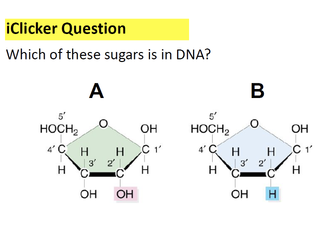 Exam 2 Bio 329 Clicker Diagram Quizlet Flashcards Knowt