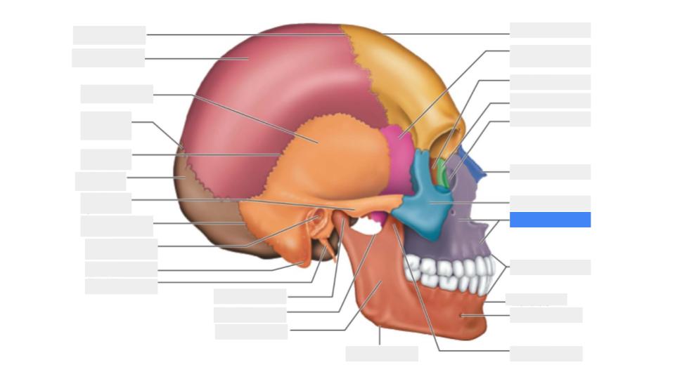 <p>Label the blue highlight</p>