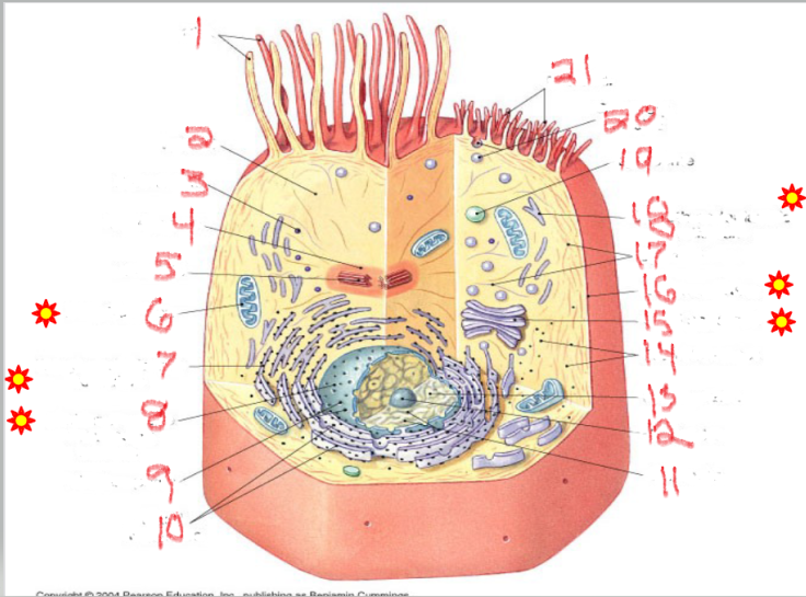 <p>What is the structure and function of image 12</p>