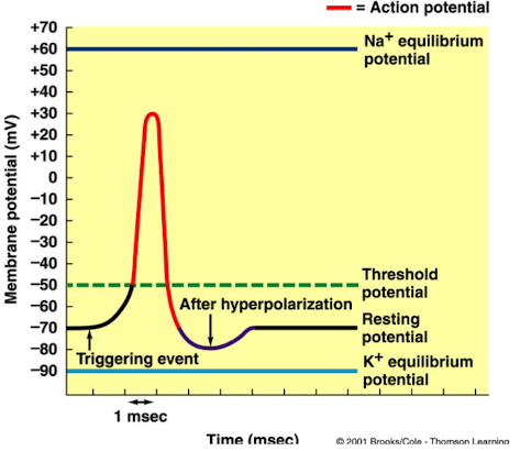 <p>the cell would be over excitable</p>