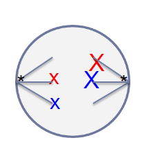 <p>An organism has a 2N = 4. Is this cell undergoing Mitosis or Meiosis? What stage is it at?</p>