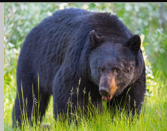<p>thick, glossy, black fur</p>
