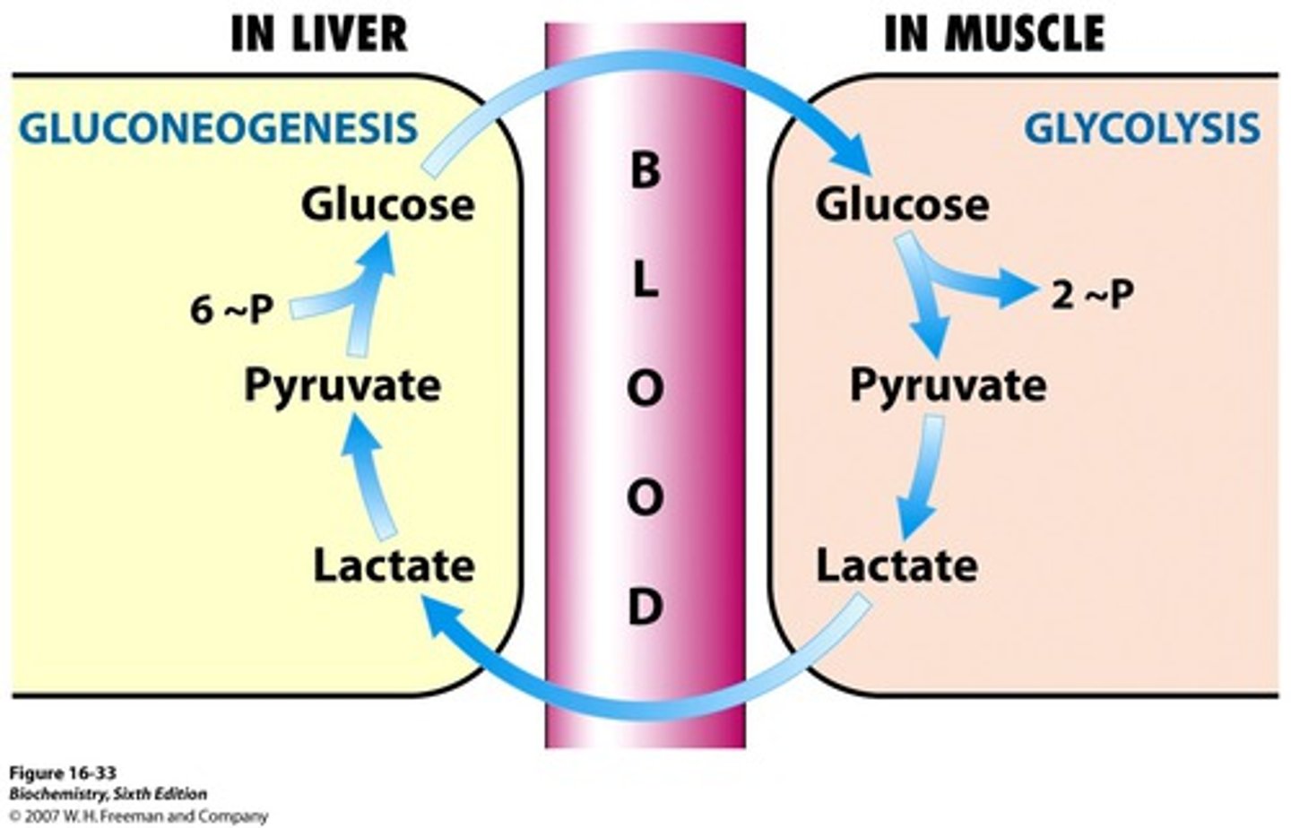 <p>Gets converted back to glucose via gluconeogenesis in the liver using 6 ATP. It is then returned back to the blood where it can be used as energy</p>