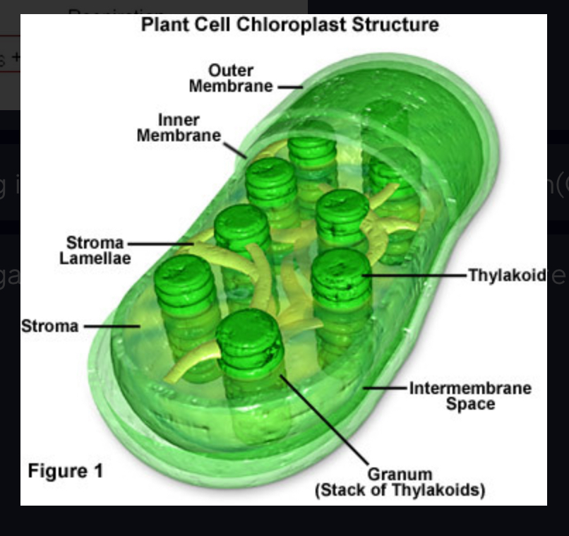 <p>An organelle found in plant and algae cells where photosynthesis occurs</p>