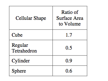 <p><span>The cuboidal cell</span></p>