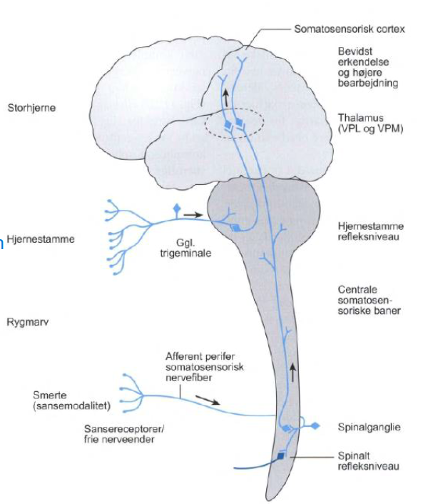 <ul><li><p>Lokalisation: Gyrus postcentralis</p></li><li><p>Funktion: Modtager information fra perifere receptorer i kroppen via thalamus (VPL + VPN)</p></li></ul><p></p>