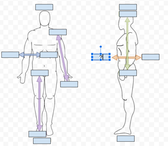 <p>What Directional term is covered by the Question Mark?</p>