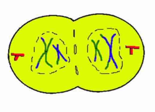<p>Two daughter cells are</p><p>completely <strong>divided</strong>. Nuclear envelope and</p><p>nuclei <strong>reappear</strong></p>