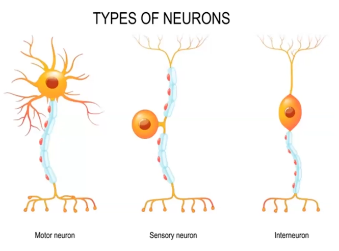 Types of Neurons