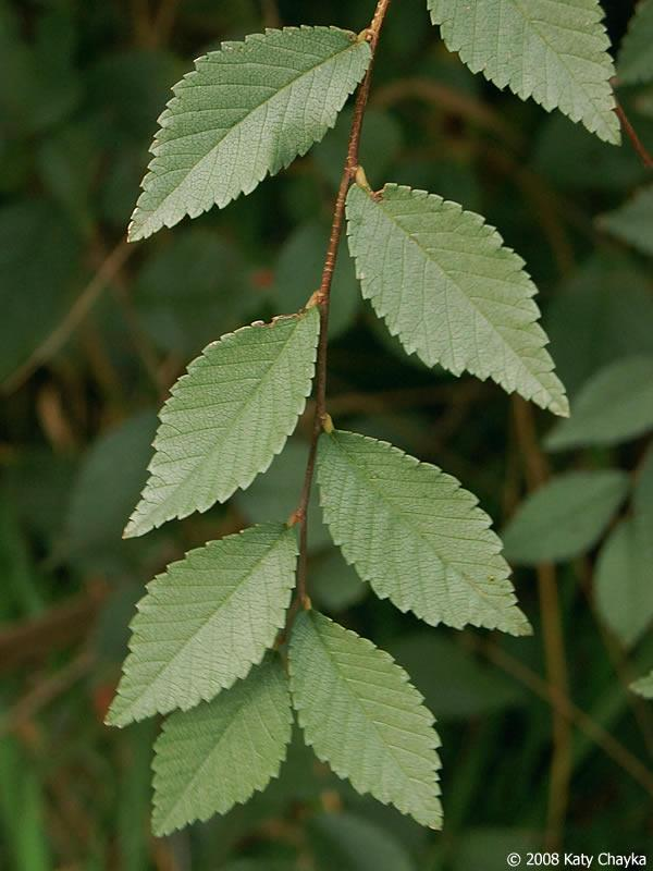 <p><em>Ulmus pumila</em></p>