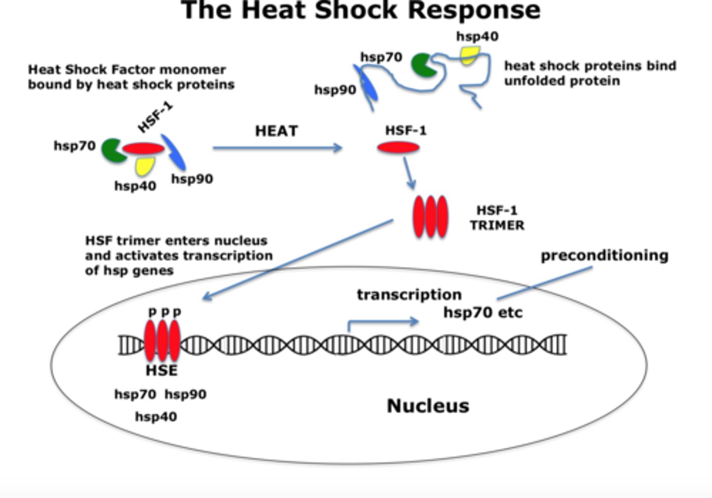 <p>cold-hot-cold process to insert a plasma into a bacterial cell</p>