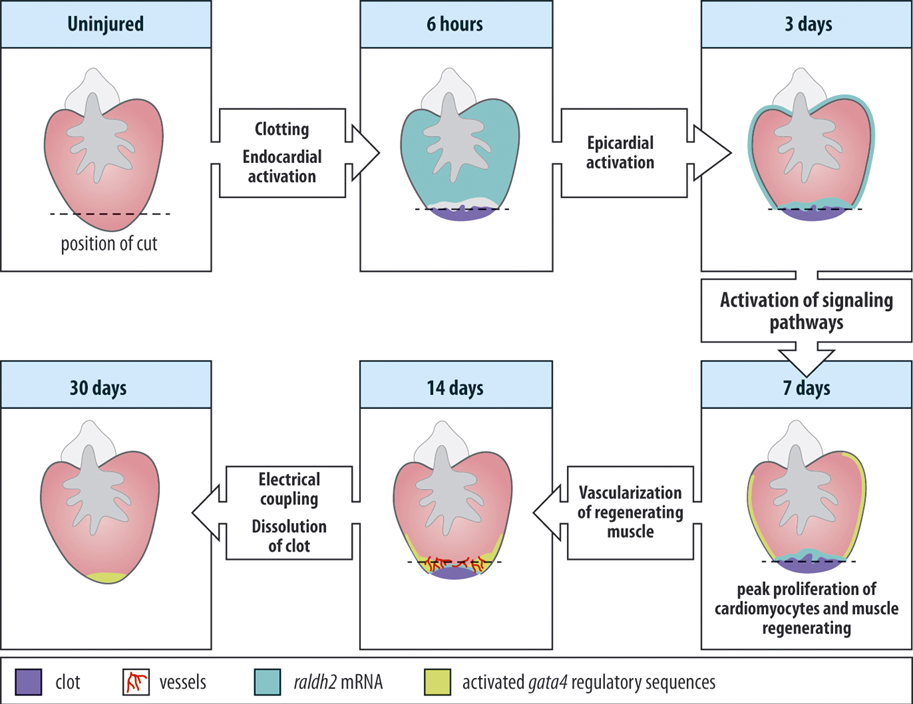 <p><span>So how does the regeneration actually occur?</span></p><p style="text-align: left"><span>The uninjured heart can be seen at the upper left with the position of a cut shown by the dashed line, after resection of the heart it will bleed perfusely but soon a blood clot will form preventing the circulation from coming to a complete standstill.</span></p><p style="text-align: left"><span>Very soon after injury the endocard will be activated and start expressing certain genes, Raldh2 for instance.</span></p><p style="text-align: left"><span>In addition the epicardium will become activated, expand rapidly and start to cover the wound. This covering of the wound actually looks quite like what happens after limb amputations in newt.&nbsp; The epicard will signal to the muscle below causing dedifferentiation. Newly forming muscle expresses FGF and epicardial cells respond to this signal by delaminating and invading the regenerate and reform blood vessel that will help to restore a functional ventricle. The growing muscl will lead to dissolution of the clot and after about 30 days the process will be complete.</span></p><p style="text-align: left"><span>Recently it was reported that the epicard expresses an EGF like factor, Neuregulin, which can stimulate cardiomyocyte cell division. Remarkably also in uninjured zebrafish hearts, Neureglin can drive cardiomyocyte proliferation (hyperplasia) and result in cardiomegaly.&nbsp; Two clear examples are shown at the bottom of the lower right picture.</span></p><p style="text-align: left"><span>&nbsp;So Neuregulin is an important mitogen for cardiomyocytes, at least in the zebrafish.</span></p><p></p>