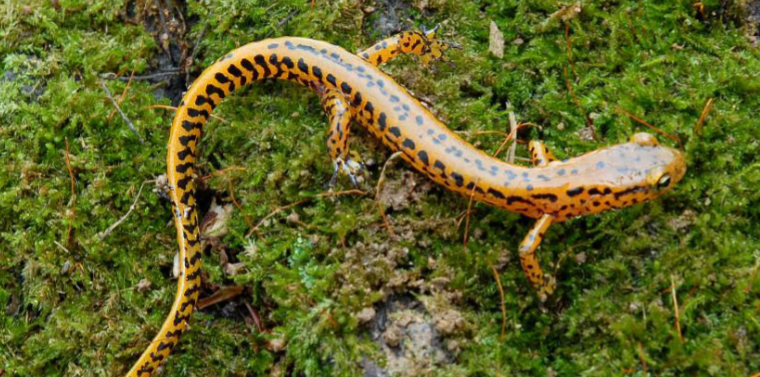 <p>eurycea longicuda</p>