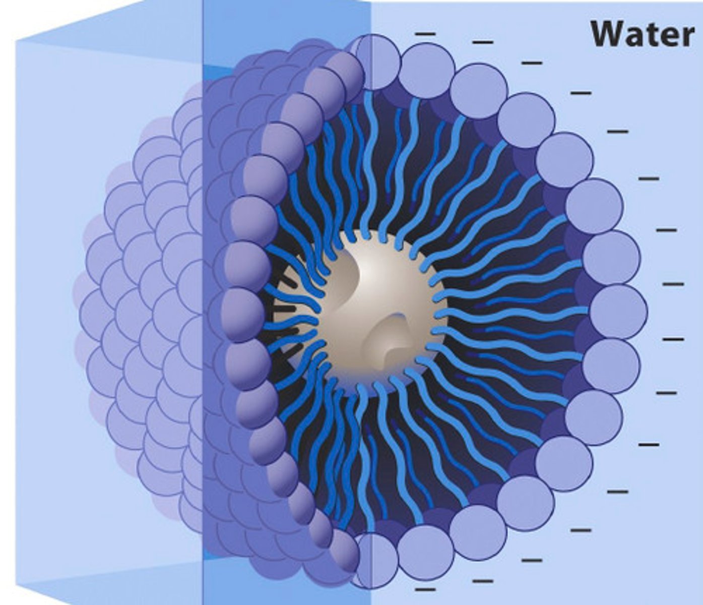 <p>Book: A spherical structure in which lipids with bulky heads and a single hydrophobic tail are packed.</p><p>My Definition: a ball-like structure that consists of both hydrophilic and hydrophobic parts.</p>