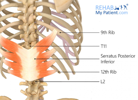 <p>Serratus Posterior Inferior</p>