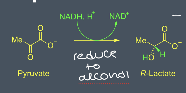<ul><li><p>occurs in the muscle during anaerobic exercise typically </p></li><li><p>in the absence of oxygen, pyruvate is reduced to R-lactate(D-lactate)</p></li><li><p>this oxidises NADH to NAD+ and allows glycolysis to continue </p></li><li><p>R-lactate can be reoxidised to pyruvate using NAD+</p></li></ul><p></p>