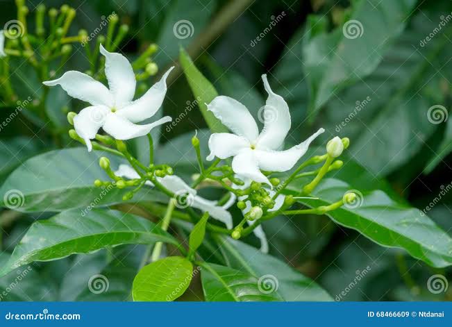 <p>Biological Origin:<strong> Jasminum sambac (L.) Aiton (Oleaceae)</strong></p><p>Common Name:<strong> Sampaguita</strong></p><p>Part used: <strong>Flowers, Leaves</strong></p><p>Medicinal use:</p><ul><li><p><strong><u>Lactifuge (flowers)</u></strong></p><p><strong><u>Anti-helmintic (roots)</u></strong></p><p><strong><u>Antipyretic</u></strong></p><p><strong><u>Deodorant</u></strong></p><p><strong><u>Analgesic</u></strong></p></li></ul><p>Secondary metabolites:</p><ul><li><p><strong><u>Terpenes (group of secondary metabolites present)</u></strong></p></li><li><p><strong><u>Volatile oil (plant extract obtained from this plant)</u></strong></p></li></ul><p>Notes from the quiz:</p><ul><li><p>This plant is the national flower of the Philippines<br></p></li></ul>