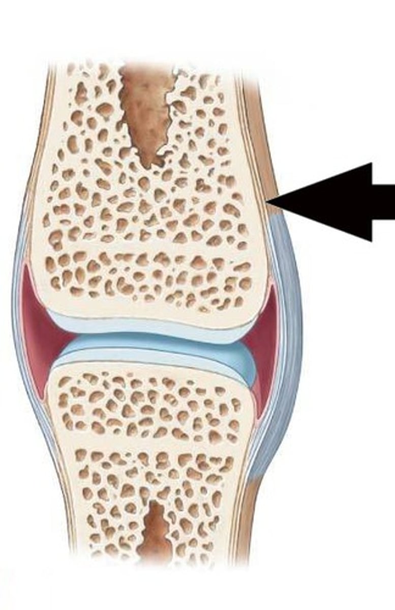 <p>This is the outside lining of the bone which connects to the tendon of the muscle.</p>