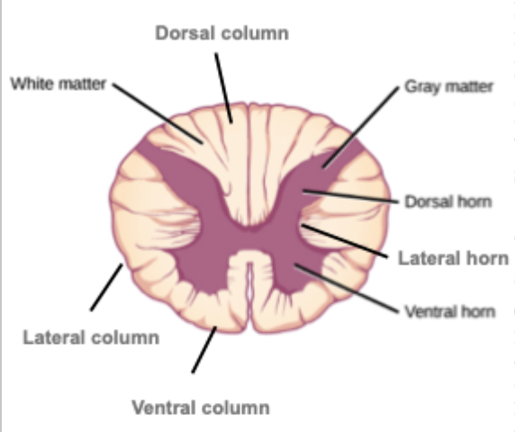 <ul><li><p>Made up of <strong>axons</strong></p><ul><li><p>makes it white due to <strong>myelin</strong> which doesn’t stain well</p></li></ul></li><li><p>Composed of <strong>funiculi/columns</strong> which have <strong>tracts</strong> that carry <strong>sensory</strong> or <strong>motor </strong>information</p><ul><li><p><strong>Dorsal </strong>column -<strong> sensory</strong> tracts</p></li><li><p><strong>Lateral </strong>column - <strong>sensory</strong> and <strong>motor</strong></p></li><li><p><strong>Ventral </strong>column - <strong>sensory</strong> and <strong>motor</strong></p></li></ul></li></ul><p></p>