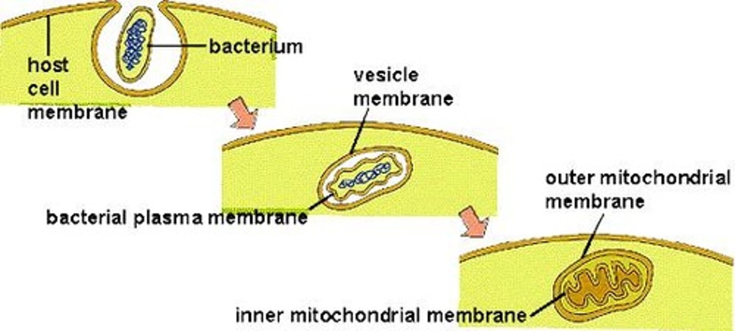 <p>It proposes that mitochondria and chloroplasts originated from aerobic and photosynthetic bacteria, respectively, that were ingested by anaerobic bacteria.</p>