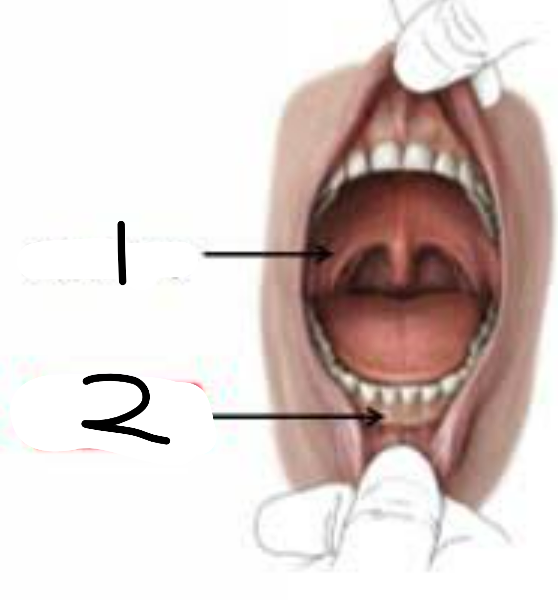 <p>the mouth (in dogs too) is divided into 2 parts… label them</p>