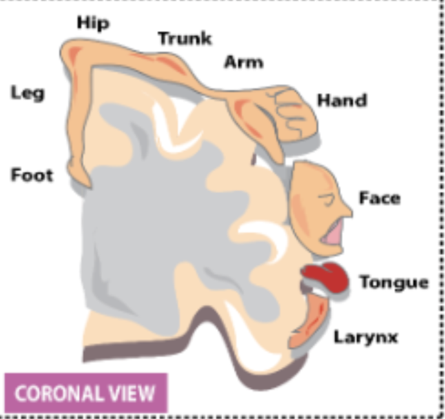 <p>That some muscles need more cells to coordinate them (represented by the S1 &gt; M1)</p>