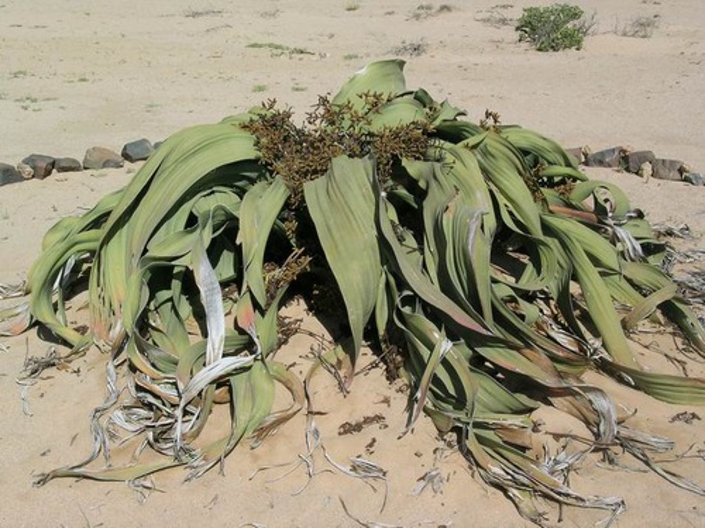 <p>only two long leaves in arid regions, separate M+F plants</p>