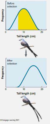 <p>mode of natural selection that shifts the mean phenotype toward the end of the distribution favored by natural selection </p><ul><li><p>one extreme of the normal distribution is selected against</p></li></ul><p></p>