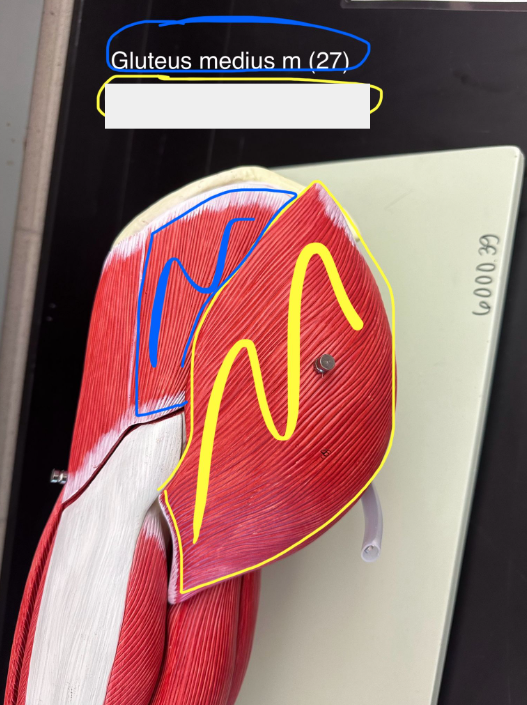 <p>Gluteus Medius muscle</p>