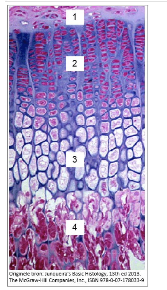 <p>In welk gebied vindt er voornamelijk deling plaats van chondrocyten?</p>