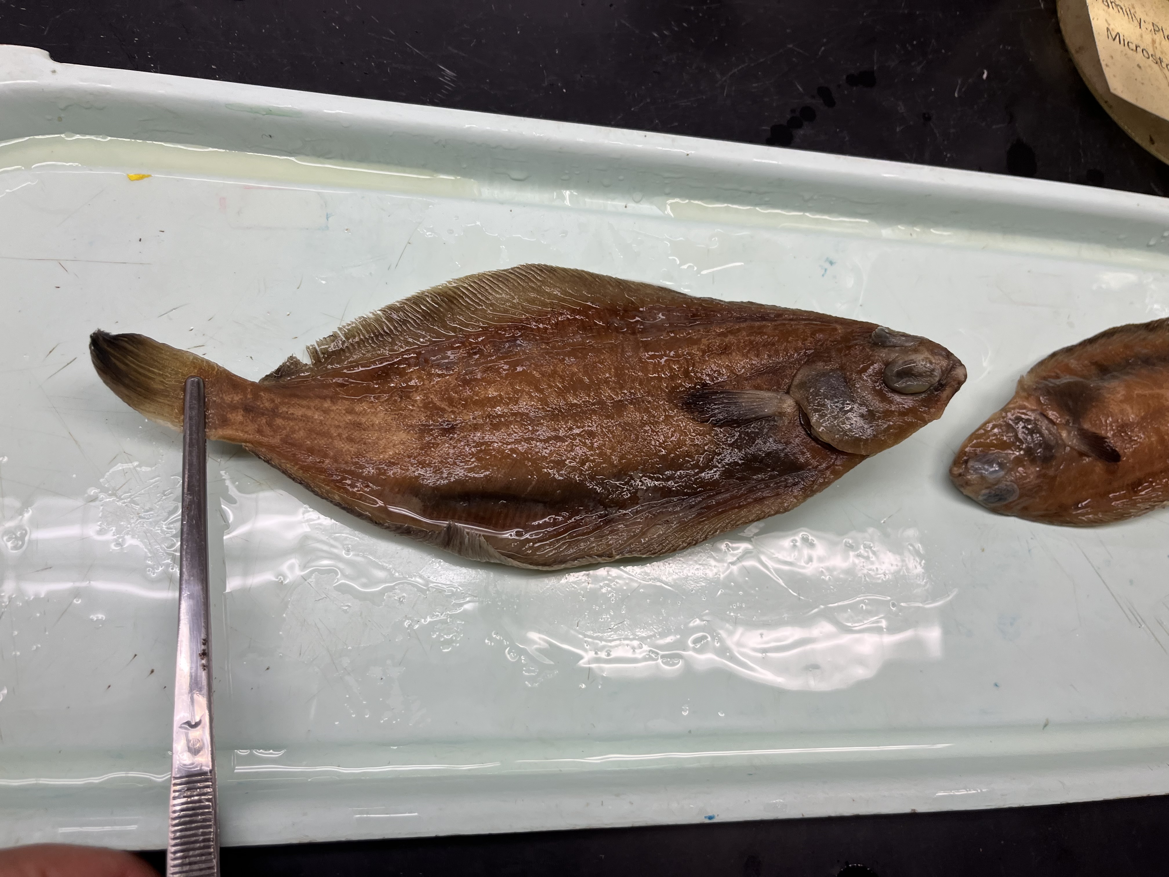 <p>Dextral flatfish, it has rounded pectoral fins with black tips, the edges of its dorsal and anal fins are black</p>