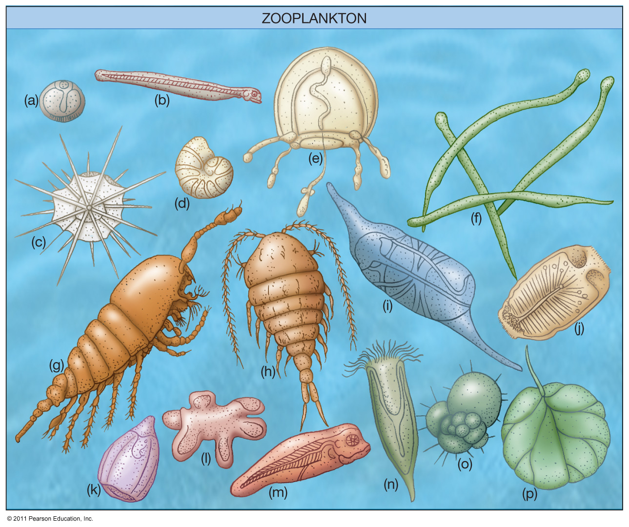 <p>What are Zooplankton(eating)</p>
