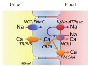 <p>Via activation of TRPV5, NCX1</p><p>PTH increases the calcium pump to the cell</p>
