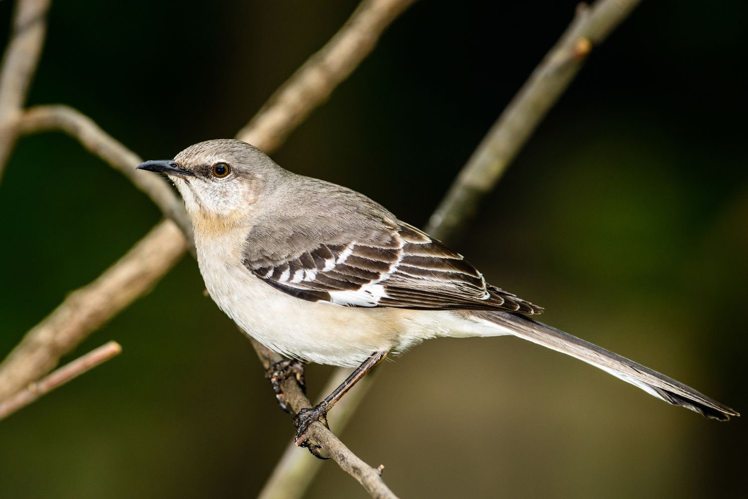 Passeriformes - Mimidae - Mimus polyglottos