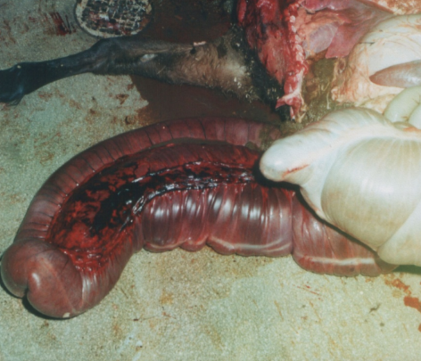<p>Volvulus/torsion</p>