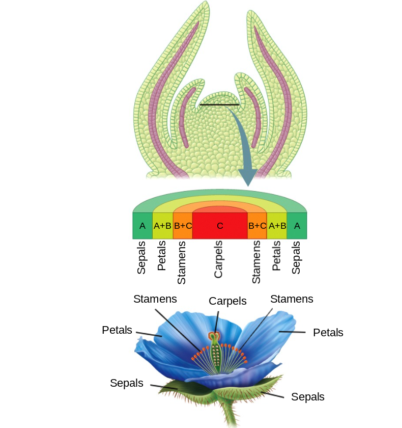 <ul><li><p>grow from specialized floral meristems </p><ul><li><p>florigen is the hormonal signal that changes an apical meristem to a floral meristem </p></li><li><p>homeotic genes: genes that specify a body part during development </p></li></ul></li></ul>