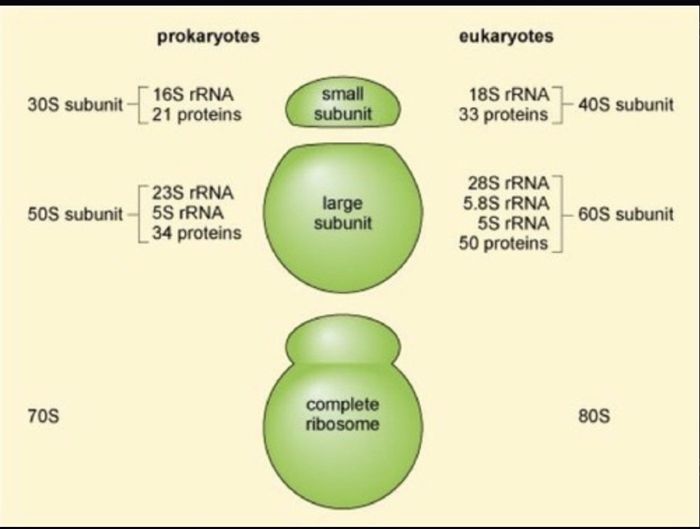 <p>SSU rRNA molecules are components of the ribosome found universally in all domains of life, specifically 16S rRNA in prokaryotes and 18S rRNA in eukaryotes.</p>