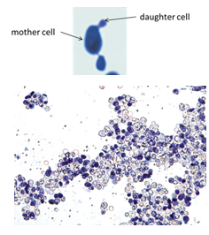 <p>unicellular, round/oval, reproduce by budding/fission, and form smooth, creamy colonies</p>