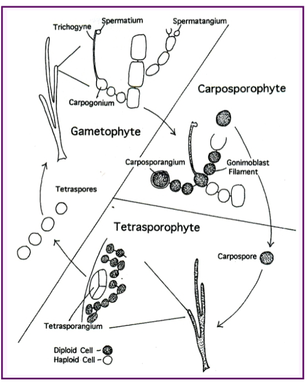 <ul><li><p>SPERMATIA = Male gametes</p><ul><li><p>Released into water</p></li></ul></li><li><p>CARPAGONIA = Female gametes</p></li><li><p>CARPOSPOROPHYTE</p><ul><li><p>Formed from fertilized carpagonium</p></li><li><p>Produces spores from</p><p>gonimoblast filament</p></li></ul></li><li><p>TETRASPOROPHYTE</p><ul><li><p>Formed from spores released by carposporophyte</p></li><li><p>Produces haploid spores that form gametophyte</p></li></ul></li></ul><p></p>