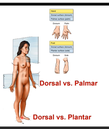 <p>Dorsal/dorsum  vs Palmer or Dorsal vs Plantar = naming</p><p></p><p>Dorsal/dorsum of the hand= posterior part of hand</p><p>Palmer side= palmer surface of the anterior side (in anatomical position) of hand</p><p>Plantar=underneath the foot/sole</p><p>Dorsal/dorsum of foot= top of the foot</p>