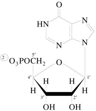 <ul><li><p>initial product of 10-step purine nucleotide pathway</p></li><li><p>hypoxanthine is base for IMP</p></li></ul><p></p>