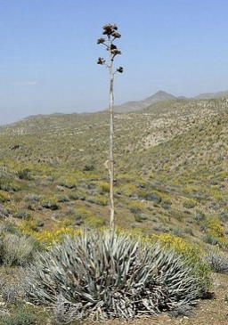 <p>Dominant plant of CD (2/4)</p><ul><li><p>CA native</p></li><li><p>slow growing</p></li><li><p>stiff, thick leaves; sharp edges &amp; pointed end</p></li><li><p>sends up tall spike w/ yellow flowers at 20-24 yrs</p></li><li><p>attract hummingbirds &amp; insects</p></li></ul><p></p>